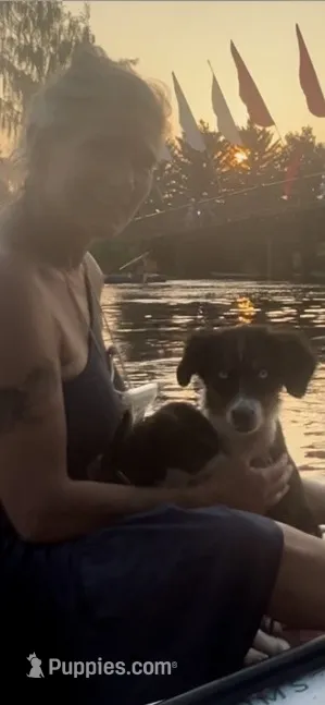 Mirage – Miniature Australian Shepherd puppy for sale in Klamath Falls, OR