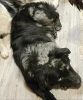Goose, a male Miniature Australian Shepherd for sale in Klamath Falls, OR – 7 of 7