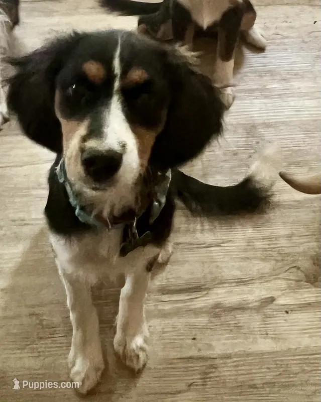 Scarlett – Cavalier King Charles Spaniel, Miniature Australian Shepherd puppy for sale in Klamath Falls, OR