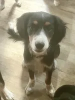 Blue, a male Cavalier King Charles Spaniel and Miniature Australian Shepherd for sale in Klamath Falls, OR – 4 of 10