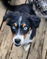 Mirage, a female Miniature Australian Shepherd for sale in Klamath Falls, OR – 6 of 10