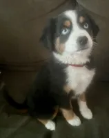 Betty Boop, a female Miniature Australian Shepherd for sale in Klamath Falls, OR – 2 of 8