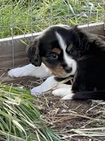 Scarlett, a female Cavalier King Charles Spaniel and Miniature Australian Shepherd for sale in Klamath Falls, OR – 7 of 9