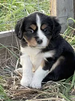 Scarlett, a female Cavalier King Charles Spaniel and Miniature Australian Shepherd for sale in Klamath Falls, OR – 6 of 9