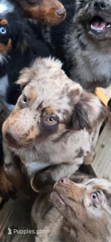 Mavrick – Miniature Australian Shepherd puppy for sale in Klamath Falls, OR
