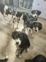 Scarlett, a female Cavalier King Charles Spaniel and Miniature Australian Shepherd for sale in Klamath Falls, OR – 4 of 9