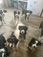 Blue, a male Cavalier King Charles Spaniel and Miniature Australian Shepherd for sale in Klamath Falls, OR – 6 of 10