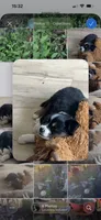 Mirage, a female Miniature Australian Shepherd for sale in Klamath Falls, OR – 8 of 10