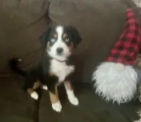 Betty Boop, a female Miniature Australian Shepherd for sale in Klamath Falls, OR – 5 of 8