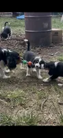 Prissy, a female Cavalier King Charles Spaniel and Miniature Australian Shepherd for sale in Klamath Falls, OR – 6 of 10