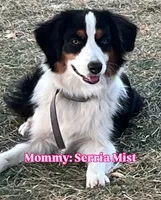 Prissy, a female Cavalier King Charles Spaniel and Miniature Australian Shepherd for sale in Klamath Falls, OR – 10 of 10