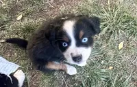 Nova, a female Miniature Australian Shepherd for sale in Klamath Falls, OR – 9 of 10