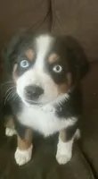 Betty Boop, a female Miniature Australian Shepherd for sale in Klamath Falls, OR – 6 of 8