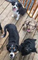 Goose, a male Miniature Australian Shepherd for sale in Klamath Falls, OR – 4 of 7