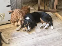 Scarlett, a female Cavalier King Charles Spaniel and Miniature Australian Shepherd for sale in Klamath Falls, OR – 2 of 9