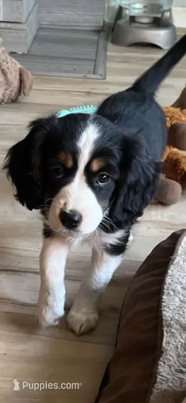 Prissy – Cavalier King Charles Spaniel, Miniature Australian Shepherd puppy for sale in Klamath Falls, OR