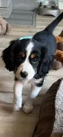 Prissy, a female Cavalier King Charles Spaniel and Miniature Australian Shepherd for sale in Klamath Falls, OR – 1 of 10