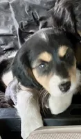 Bonnie, a female Cavalier King Charles Spaniel and Miniature Australian Shepherd for sale in Klamath Falls, OR – 5 of 8