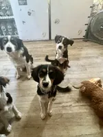 Scarlett, a female Cavalier King Charles Spaniel and Miniature Australian Shepherd for sale in Klamath Falls, OR – 3 of 9