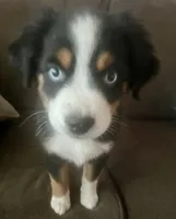Betty Boop, a female Miniature Australian Shepherd for sale in Klamath Falls, OR – 3 of 8