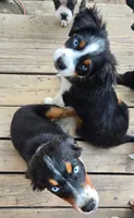 Nova, a female Miniature Australian Shepherd for sale in Klamath Falls, OR – 3 of 10