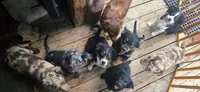Rain “Not A Rotti” , a female Miniature Australian Shepherd for sale in Klamath Falls, OR – 5 of 6