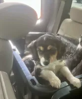 Bonnie, a female Cavalier King Charles Spaniel and Miniature Australian Shepherd for sale in Klamath Falls, OR – 7 of 8