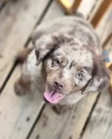 Goose, a male Miniature Australian Shepherd for sale in Klamath Falls, OR – 2 of 7