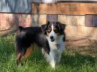 Betty Boop, a female Miniature Australian Shepherd for sale in Klamath Falls, OR – 8 of 8