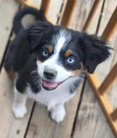 Nova, a female Miniature Australian Shepherd for sale in Klamath Falls, OR – 2 of 10