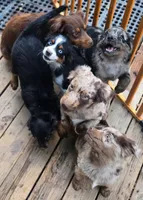 Goose, a male Miniature Australian Shepherd for sale in Klamath Falls, OR – 3 of 7