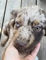 Mavrick, a male Miniature Australian Shepherd for sale in Klamath Falls, OR – 2 of 4