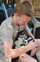 Mirage, a female Miniature Australian Shepherd for sale in Klamath Falls, OR – 5 of 10