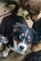 Mirage, a female Miniature Australian Shepherd for sale in Klamath Falls, OR – 3 of 10