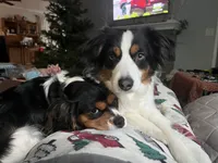 Blue, a male Cavalier King Charles Spaniel and Miniature Australian Shepherd for sale in Klamath Falls, OR – 9 of 10