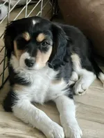 Bonnie, a female Cavalier King Charles Spaniel and Miniature Australian Shepherd for sale in Klamath Falls, OR – 6 of 8