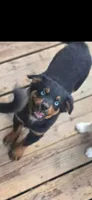 Rain “Not A Rotti” , a female Miniature Australian Shepherd for sale in Klamath Falls, OR – 1 of 6