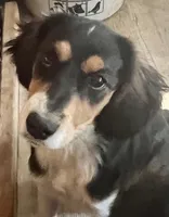 Bonnie, a female Cavalier King Charles Spaniel and Miniature Australian Shepherd for sale in Klamath Falls, OR – 2 of 8