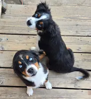 Nova, a female Miniature Australian Shepherd for sale in Klamath Falls, OR – 7 of 10