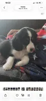 Prissy, a female Cavalier King Charles Spaniel and Miniature Australian Shepherd for sale in Klamath Falls, OR – 4 of 10