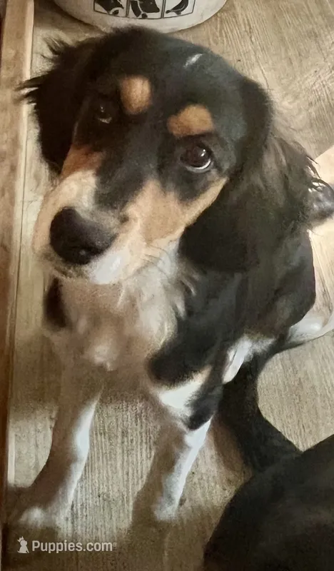 Bonnie – Cavalier King Charles Spaniel, Miniature Australian Shepherd puppy for sale in Klamath Falls, OR