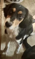 Bonnie, a female Cavalier King Charles Spaniel and Miniature Australian Shepherd for sale in Klamath Falls, OR – 1 of 8