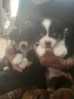 Nova, a female Miniature Australian Shepherd for sale in Klamath Falls, OR – 10 of 10