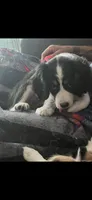 Prissy, a female Cavalier King Charles Spaniel and Miniature Australian Shepherd for sale in Klamath Falls, OR – 8 of 10