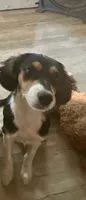 Bonnie, a female Cavalier King Charles Spaniel and Miniature Australian Shepherd for sale in Klamath Falls, OR – 4 of 8