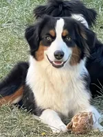 Blue, a male Cavalier King Charles Spaniel and Miniature Australian Shepherd for sale in Klamath Falls, OR – 8 of 10