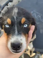 Mirage, a female Miniature Australian Shepherd for sale in Klamath Falls, OR – 4 of 10