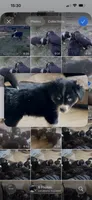 Mirage, a female Miniature Australian Shepherd for sale in Klamath Falls, OR – 9 of 10