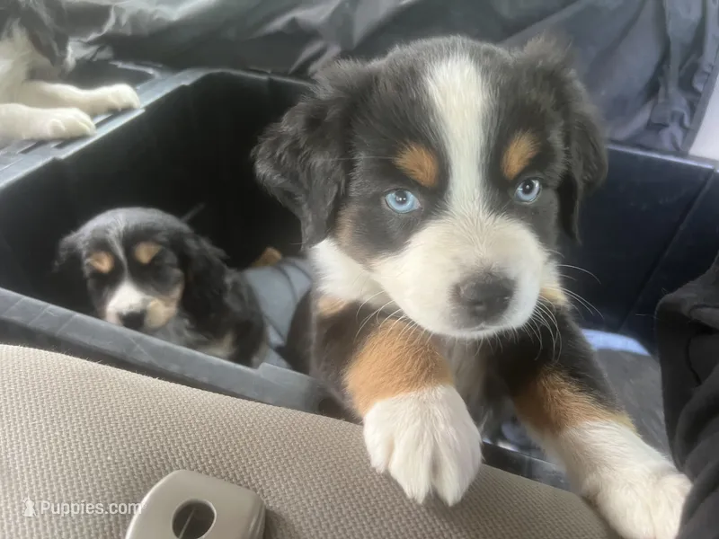 Betty Boop – Miniature Australian Shepherd puppy for sale in Klamath Falls, OR