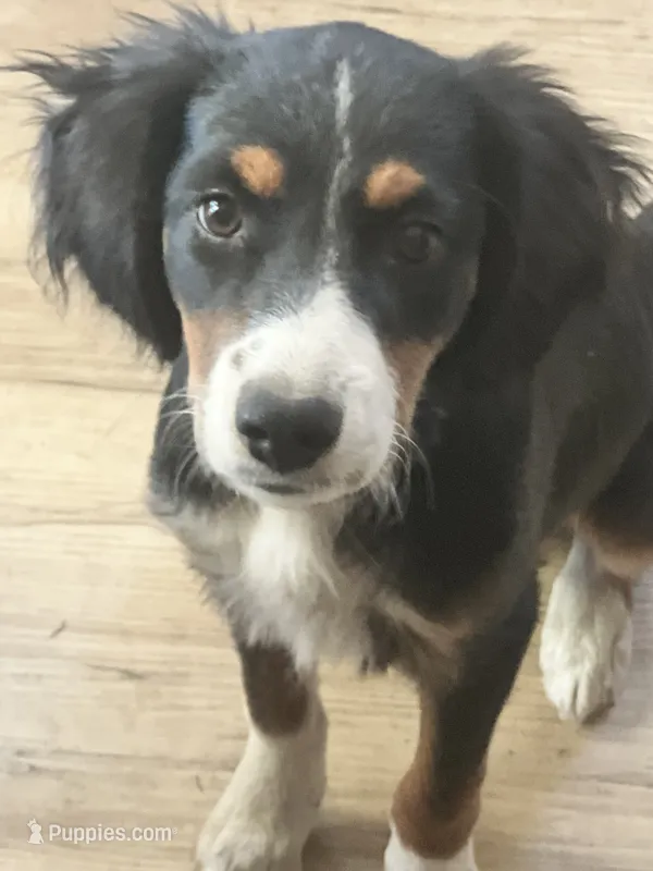 Blue – Cavalier King Charles Spaniel, Miniature Australian Shepherd puppy for sale in Klamath Falls, OR